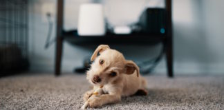 Best Carpet Cleaner for Pets and Shampoos for Pet Stains of 2023 (Top 9) – Reviews & Buyer’s Guide