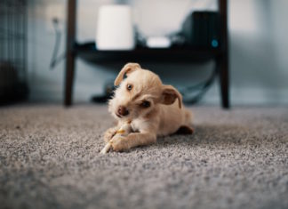 Best Carpet Cleaner for Pets and Shampoos for Pet Stains of 2023 (Top 9) – Reviews & Buyer’s Guide