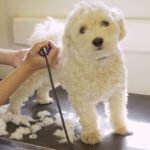 10 Best Dog Hair Clippers of 2023 (Top Picks): Buyer’s Guide & Reviews