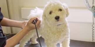 10 Best Dog Hair Clippers of 2023 (Top Picks): Buyer’s Guide & Reviews