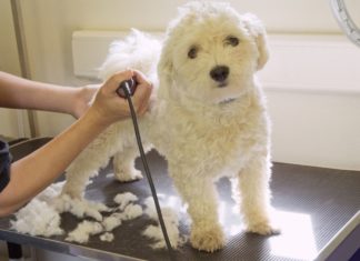 10 Best Dog Hair Clippers of 2023 (Top Picks): Buyer’s Guide & Reviews