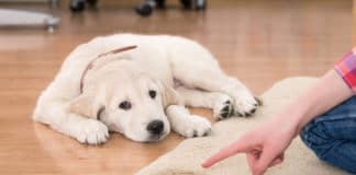 Best Pet Stain and Odor Removers for 2023 (Top 7) – Reviews & Buyer’s Guide