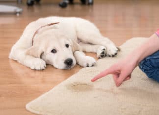 Best Pet Stain and Odor Removers for 2023 (Top 7) – Reviews & Buyer’s Guide