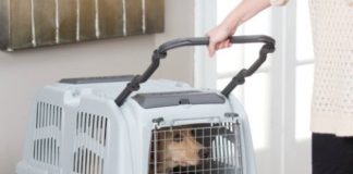 8 Best Dog and Pet Crates Approved by Airline in 2023 – Reviews & Buying Guide