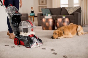 Best carpet cleaners: owner cleaning the carpet with his dog