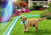 Best Invisible Dog Fences of 2023 (Wireless, Electric, Underground) Reviews & Buying guide