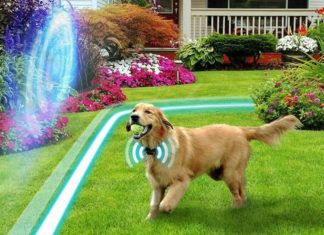 Best Invisible Dog Fences of 2023 (Wireless, Electric, Underground) Reviews & Buying guide