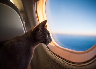 Traveling with your pet on a plane: 2021 useful tips Traveling with your pet on a plane: useful tips