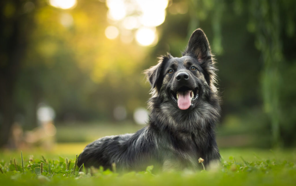 CBD for Pets: 10 Wonderful Things to Know About Cannabidiol Oil for Pets
