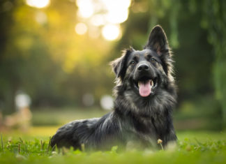 10 Wonderful Things to Know About Cannabidiol Oil for Pets