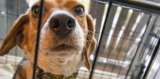 4 Best Heavy Duty Dog Crates for 2023 – Reviews & Buyer’s Guide