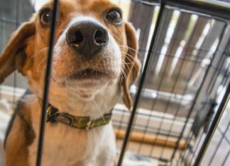 4 Best Heavy Duty Dog Crates for 2023 – Reviews & Buyer’s Guide