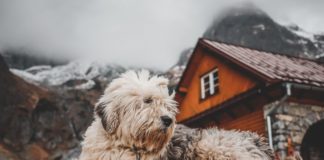 Best Outdoor Dog House Heaters in 2023 (Top 7) – Buyer’s Guide & Reviews