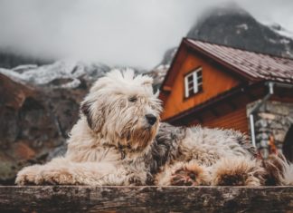 Best Outdoor Dog House Heaters in 2023 (Top 7) – Buyer’s Guide & Reviews