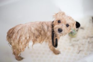 Best Dog Shampoo Reviews