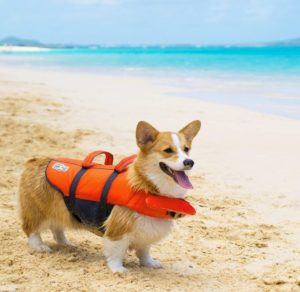 shih tzu life jacket