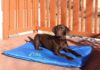 Best Dog Cooling Pads and Mats in 2023 (Top 7) – Reviews & Buyer’s Guide