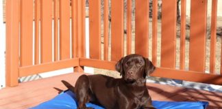 Best Dog Cooling Pads and Mats in 2023 (Top 7) – Reviews & Buyer’s Guide