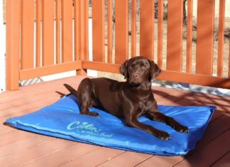 Best Dog Cooling Pads and Mats in 2023 (Top 7) – Reviews & Buyer’s Guide