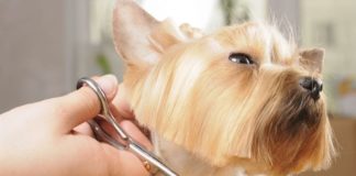 How to Cut Dogs Hair Like a Pro at Home (DIY Tips)