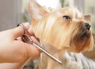 How to Cut Dogs Hair Like a Pro at Home (DIY Tips)