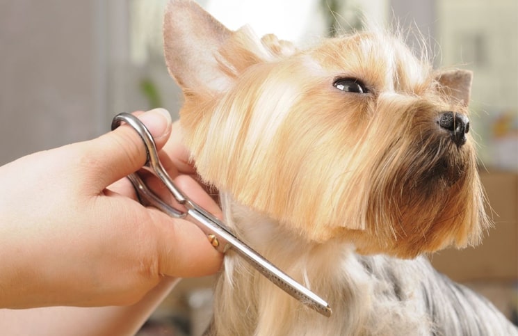 How To Cut Dogs Hair Like A Pro At Home DIY Tips OohLaLaPets