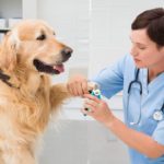 Best Dog Nail Clippers for 2023 (Top 5) – Reviews & Buyer’s Guide