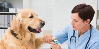 Best Dog Nail Clippers for 2023 (Top 5) – Reviews & Buyer’s Guide