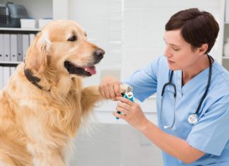 Best Dog Nail Clippers for 2023 (Top 5) – Reviews & Buyer’s Guide