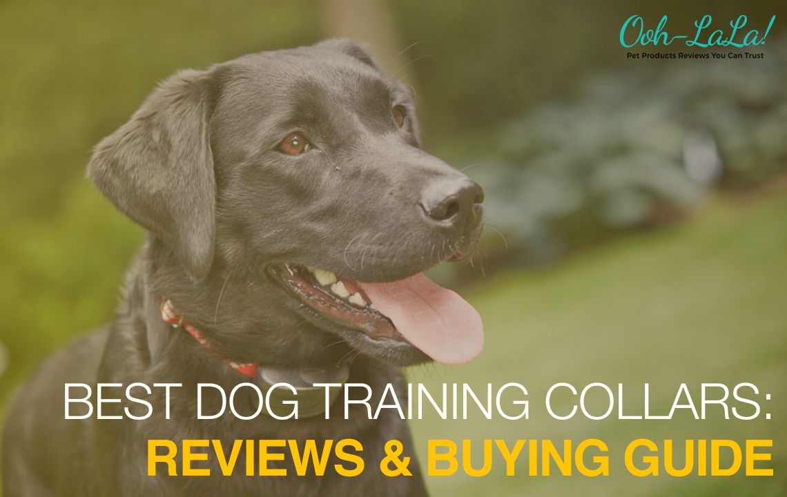 best sport dog training collars
