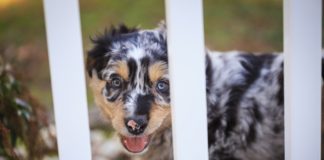 Best Dog Gates in 2023 (Top 6) – Reviews & Buying Guide