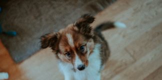 Best Dog Steps And Pet Stairs for 2023 (Top 5) – Reviews & Buyer’s Guide