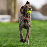 PetSafe Dog Fence 2021 Reviews (In-ground & Wireless) PetSafe Dog Fence 2020 Reviews (In-ground, Electric & Wireless)