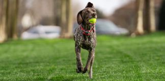 PetSafe Dog Fence 2021 Reviews (In-ground & Wireless) PetSafe Dog Fence 2020 Reviews (In-ground, Electric & Wireless)