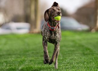 PetSafe Dog Fence 2021 Reviews (In-ground & Wireless) PetSafe Dog Fence 2020 Reviews (In-ground, Electric & Wireless)