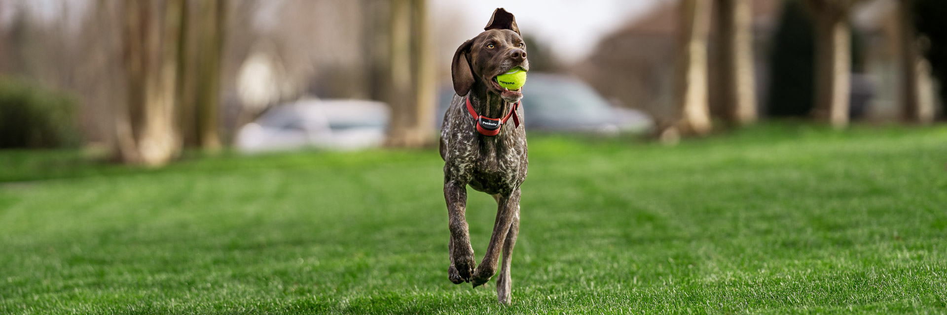 PetSafe Dog Fence 2021 Reviews (Inground & Wireless)