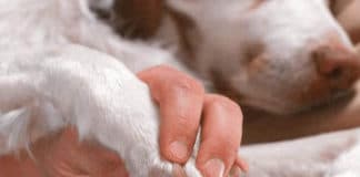 Dremel 7300-PT Dog Nail Grinder Review – Best Dog Nail Grinder