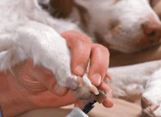 Dremel 7300-PT Dog Nail Grinder Review – Best Dog Nail Grinder