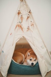 Best Heated Dog Pet Beds 2022 Reviews