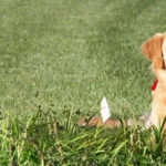 eXtreme Dog Fence Review – Easy In-Ground Electric Dog Fence System