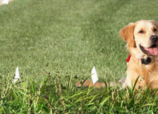 eXtreme Dog Fence Review – Easy In-Ground Electric Dog Fence System