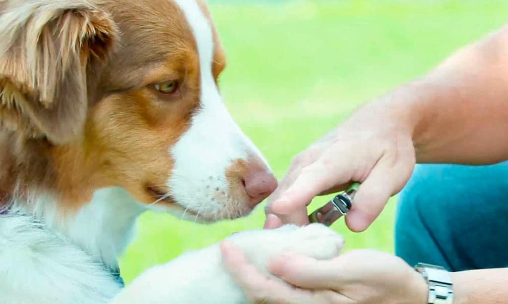 safari professional nail trimmer for dogs