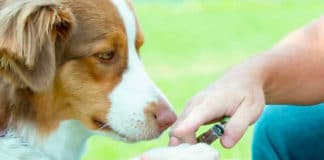 Safari Professional Nail Trimmer Review – Best Medium Breeds Nail Clipper Safari Guillotine Nail Trimmer Review