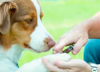 Safari Professional Nail Trimmer Review – Best Medium Breeds Nail Clipper Safari Guillotine Nail Trimmer Review