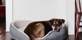 Best Heated Dog Beds for 2023 (Top 5) – Reviews & Buyer’s Guide