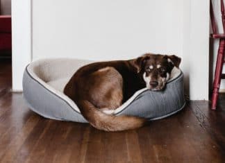 Best Heated Dog Beds for 2023 (Top 5) – Reviews & Buyer’s Guide