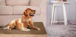 Dogbed4less Memory Foam Dog Bed Review – Gel-Infused Orthopedic Foam Dogbed4less Memory Foam Dog Bed Review - Gel-Infused Orthopedic Foam
