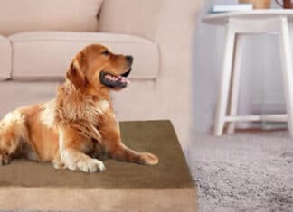 Dogbed4less Memory Foam Dog Bed Review – Gel-Infused Orthopedic Foam Dogbed4less Memory Foam Dog Bed Review - Gel-Infused Orthopedic Foam