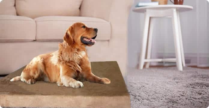 Dogbed4less Memory Foam Dog Bed Review in 2020