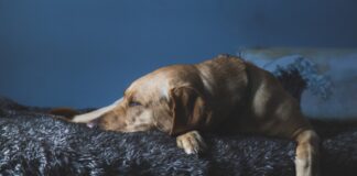 Best Orthopedic Dog Beds of 2023 (Top 5) – Buyer’s Guide & Reviews